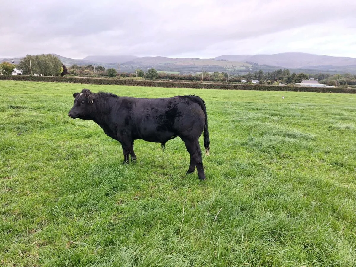 Belgian blue bull - Image 3