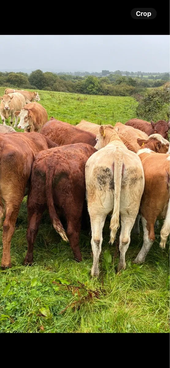 In calf Heiffers - Image 2