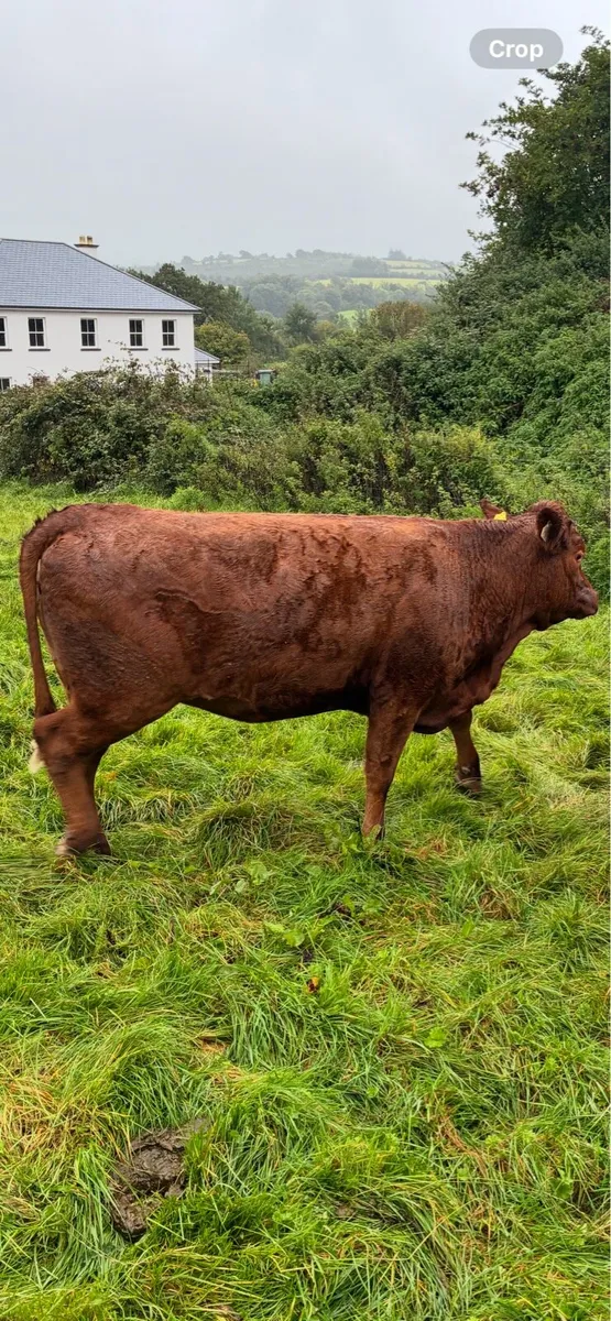 In calf Heiffers - Image 3