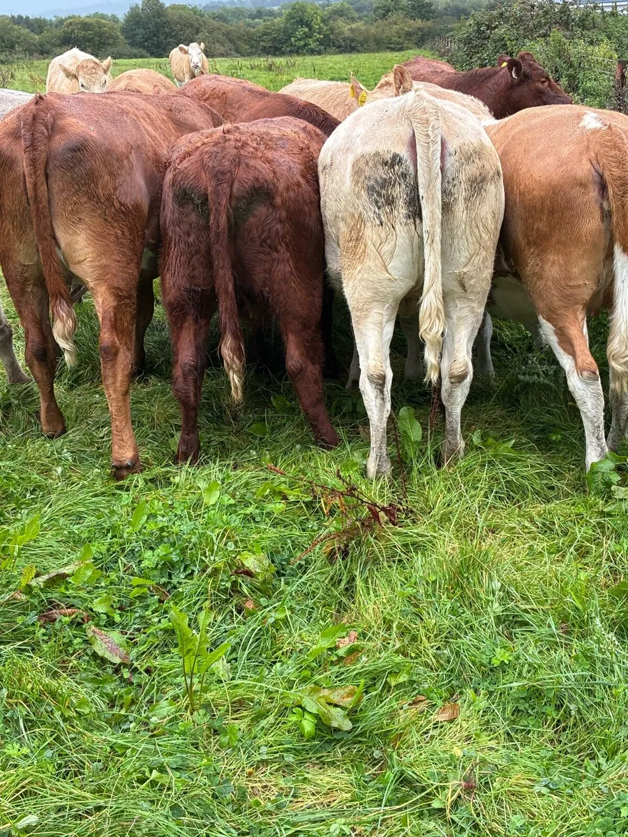 In calf Heiffers - Image 4