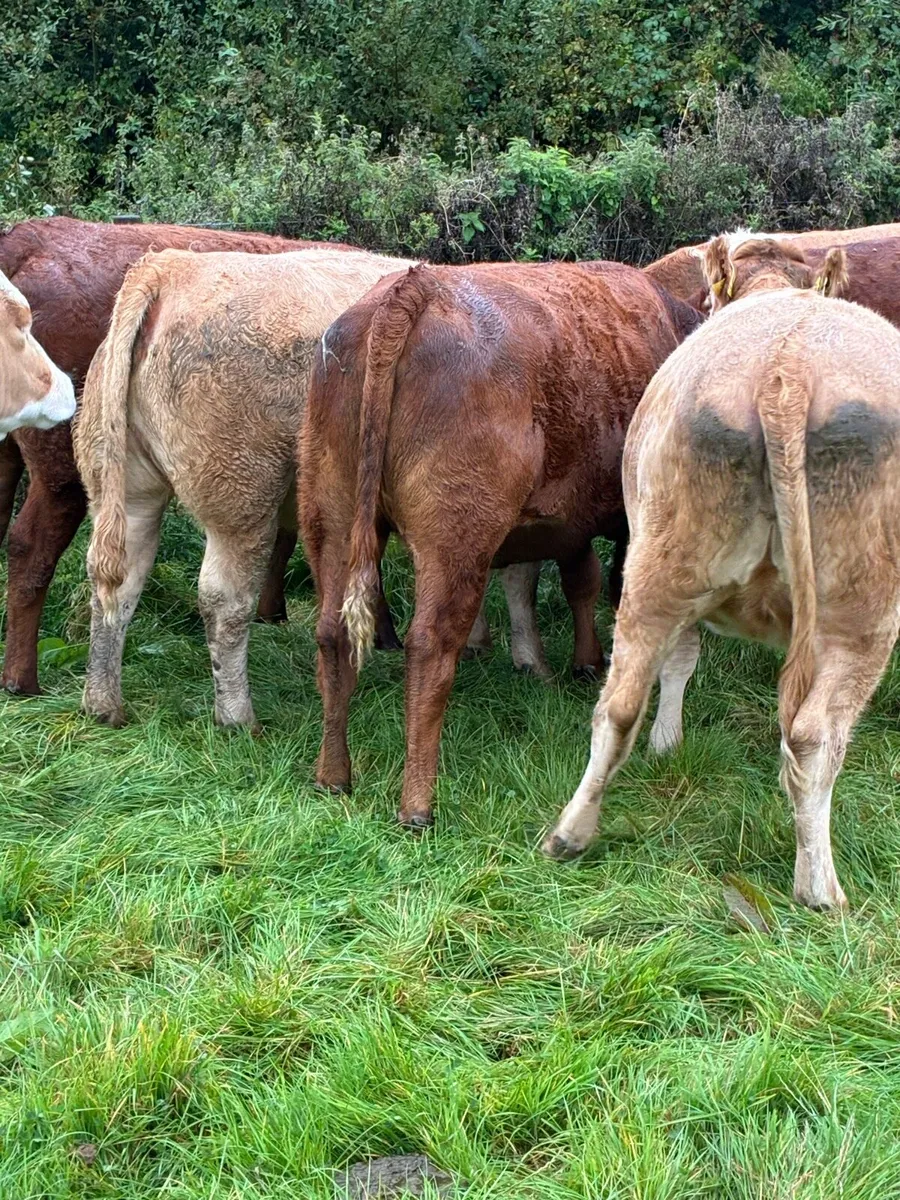 In calf Heiffers - Image 1