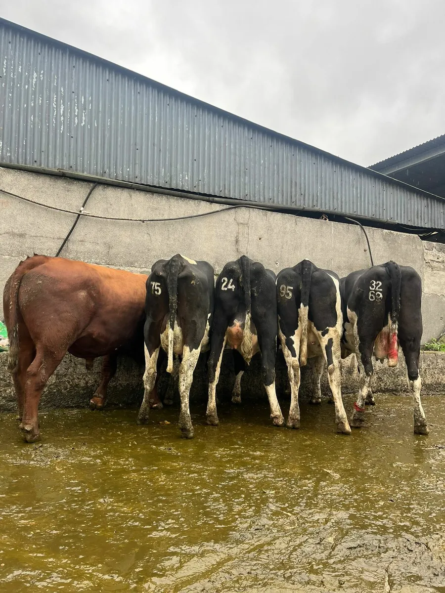 Autumn calving heifers and cows - Image 1