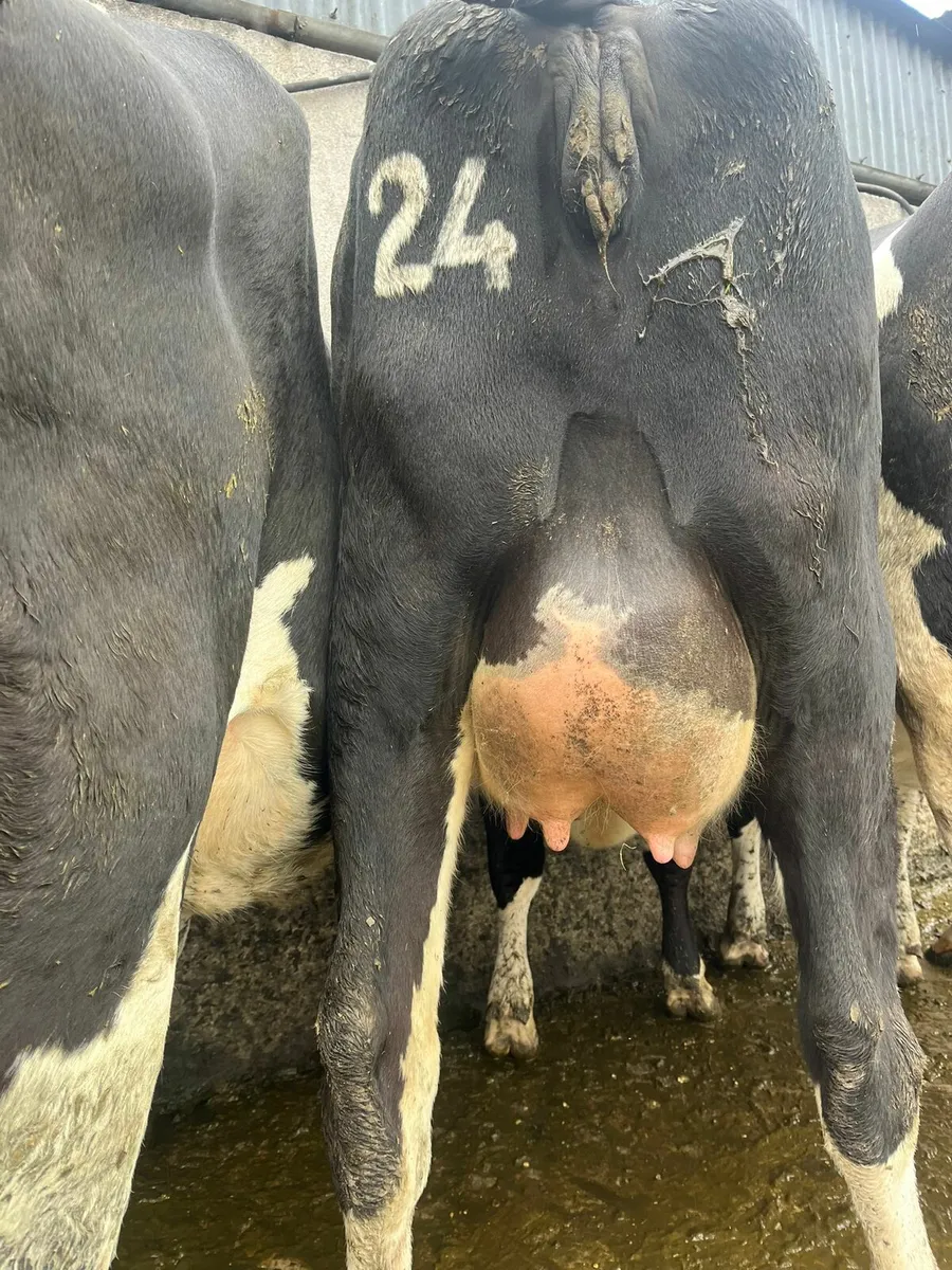Autumn calving heifers and cows - Image 2