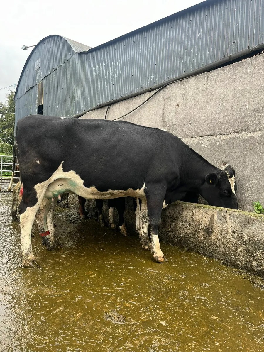 Autumn calving heifers and cows - Image 3