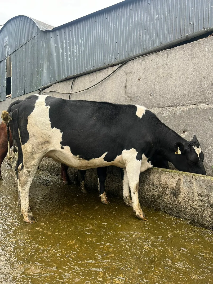 Autumn calving heifers and cows - Image 4