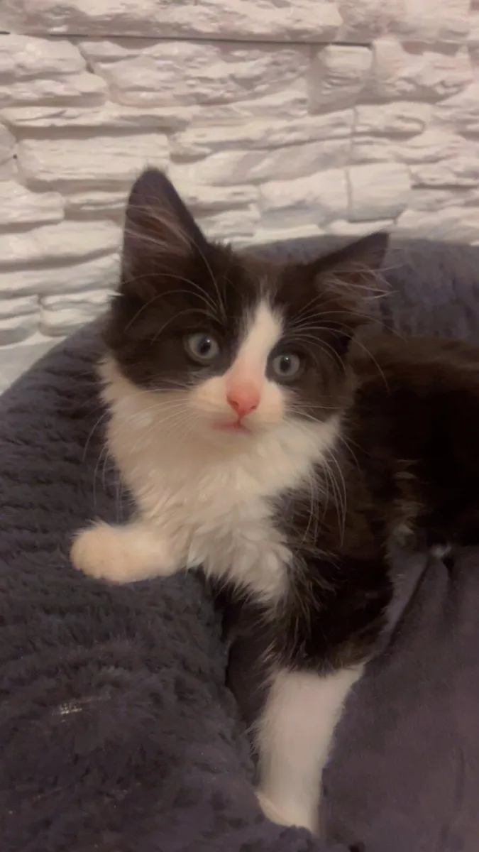Kittens - Image 1