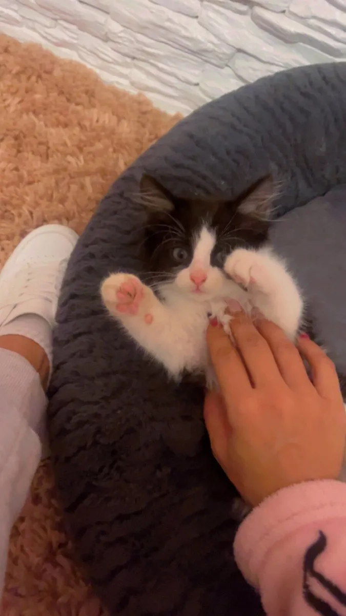 Kittens - Image 2