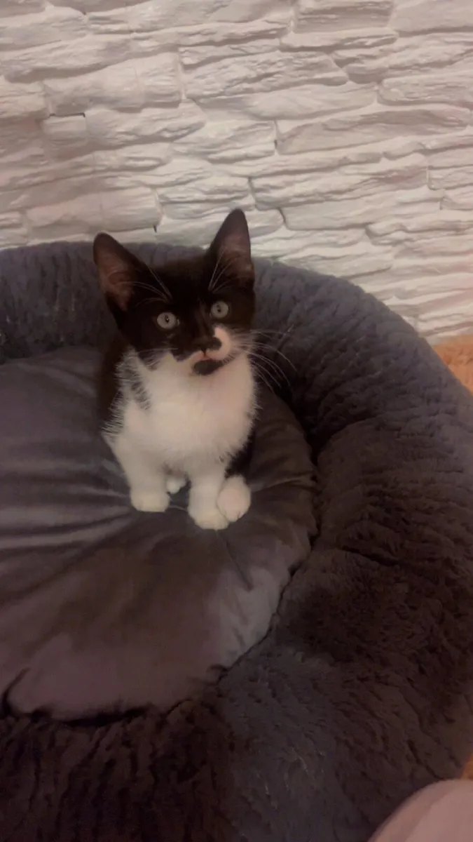 Kittens - Image 3