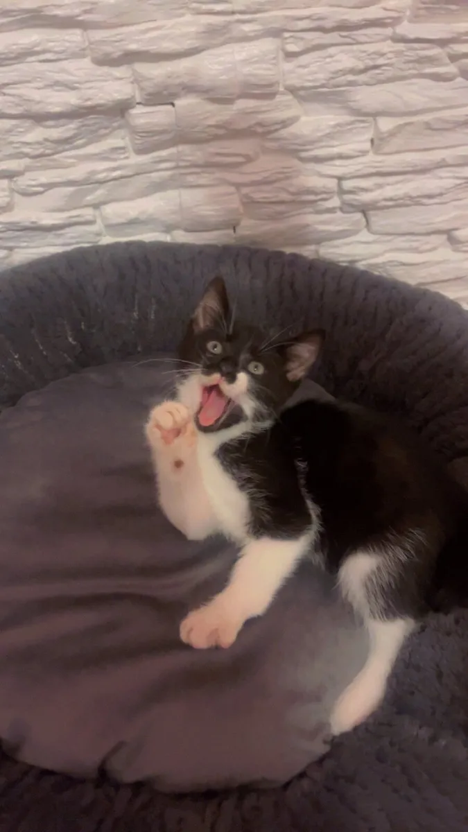 Kittens - Image 4