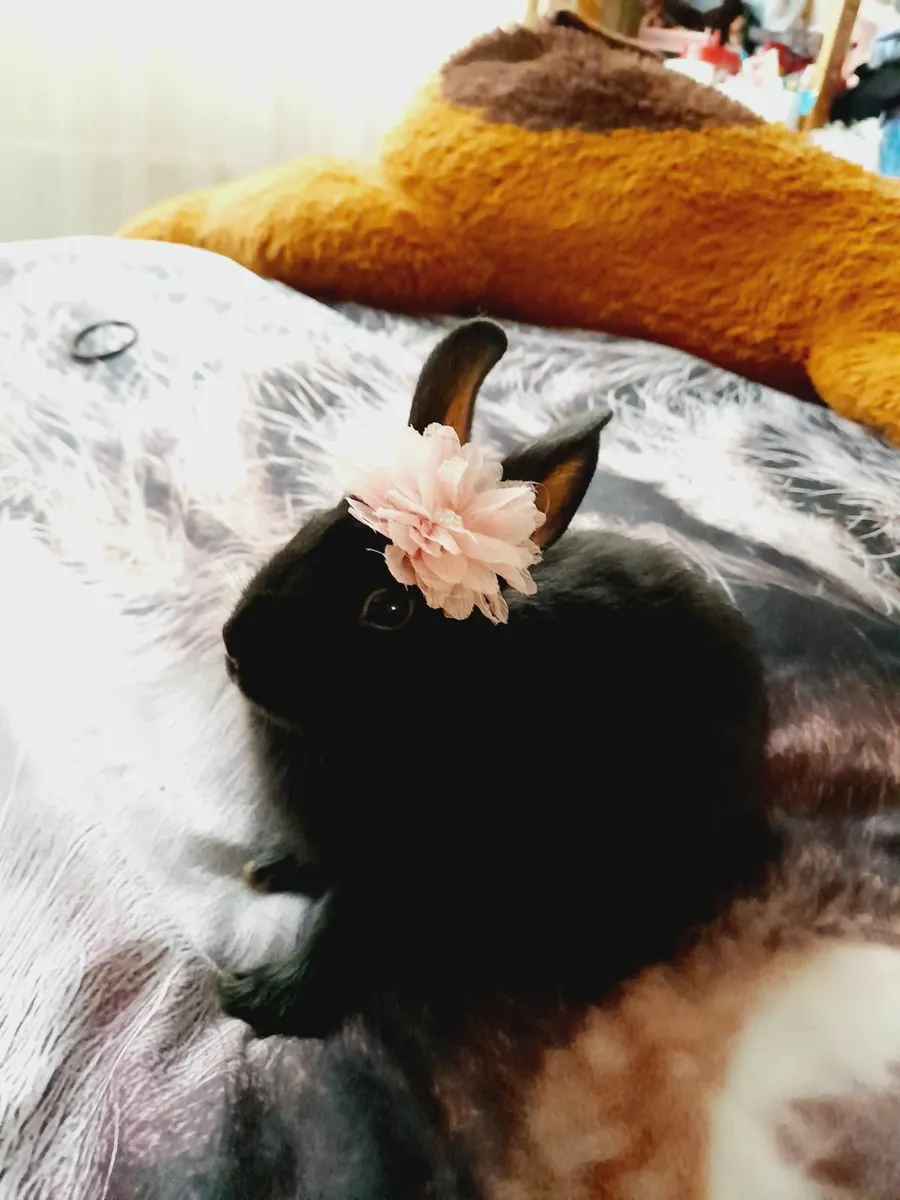 Rabbit - Image 3