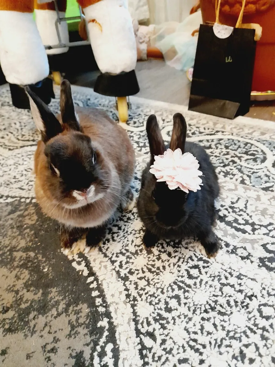 Rabbit - Image 4