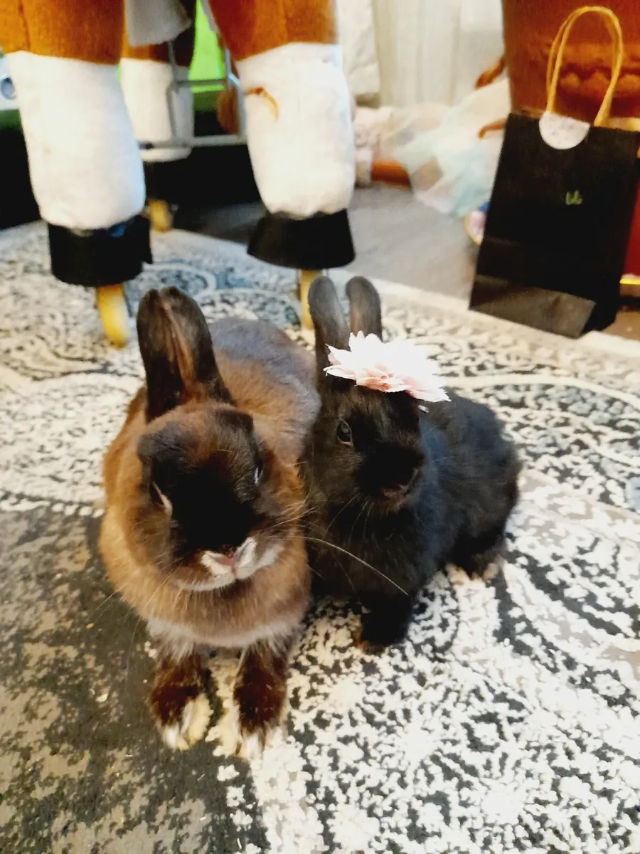 Rabbit - Image 1
