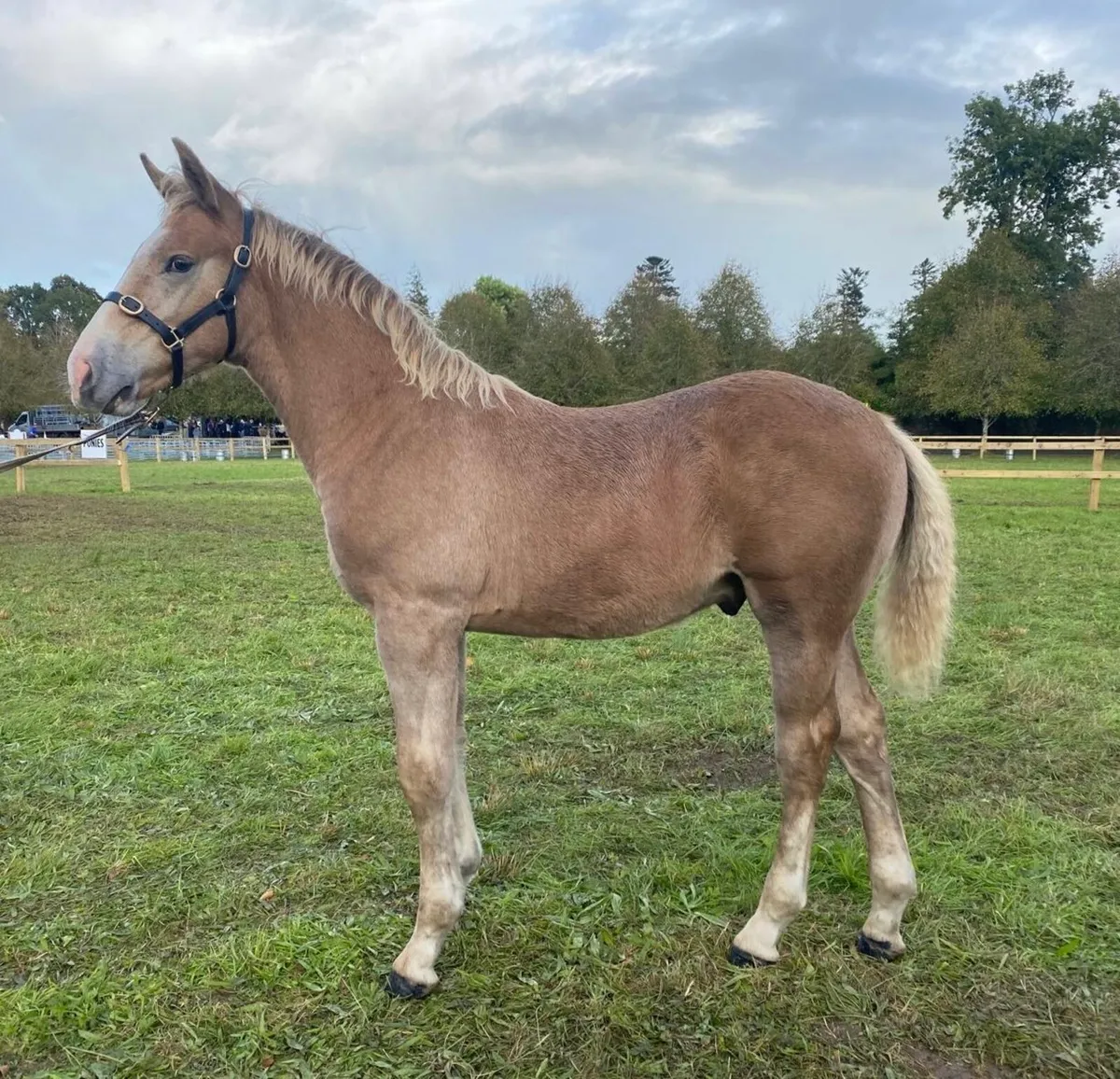 Irish Draught foal - Image 1