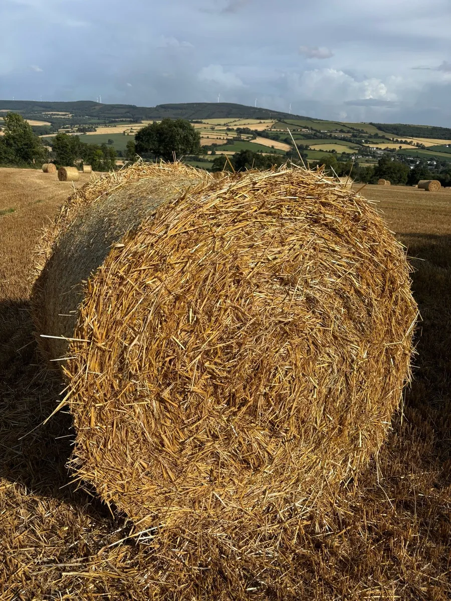 Barley straw 4x4 - Image 1