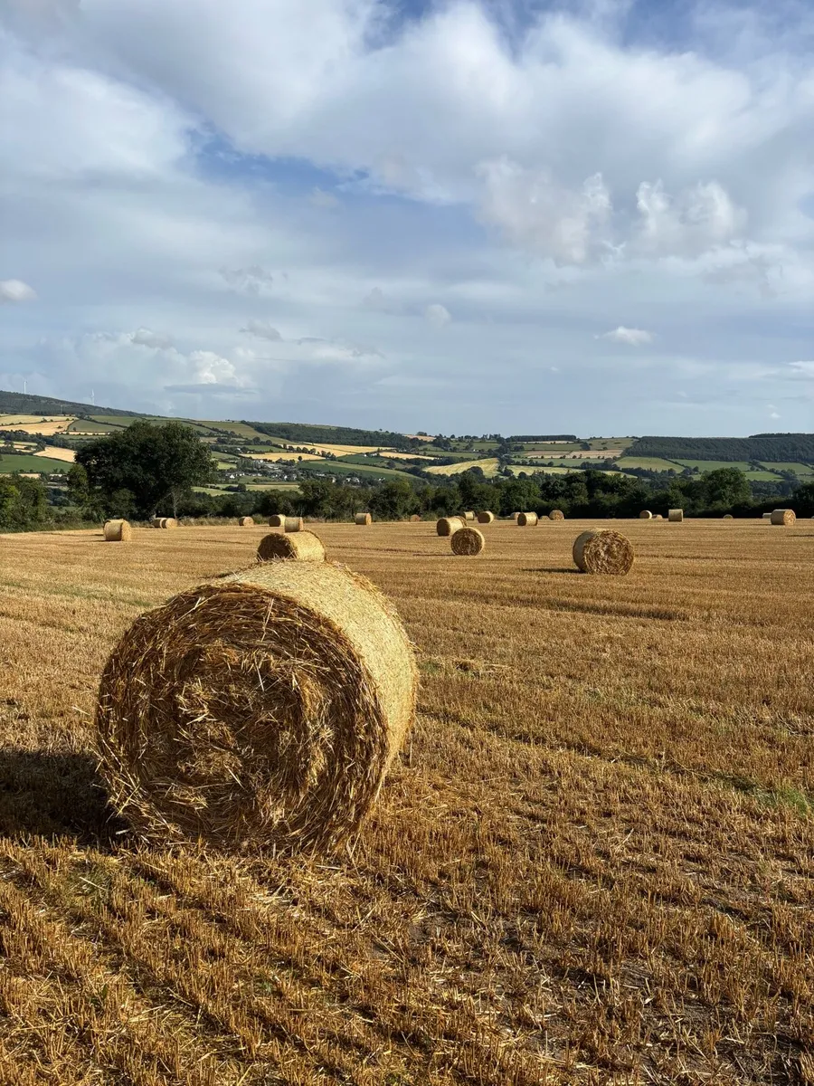 Barley straw 4x4 - Image 3