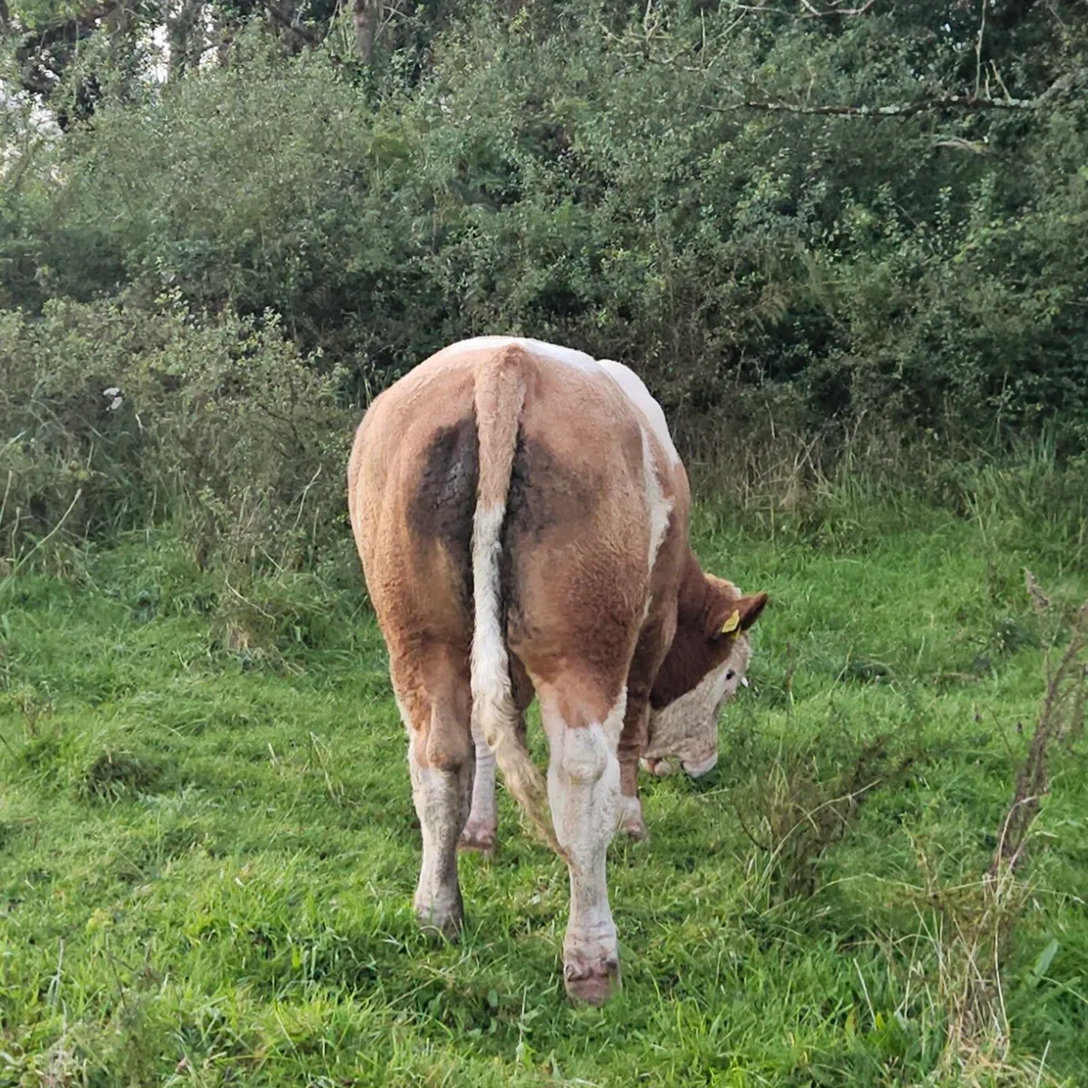 PBR Simmental Bull 20 months old - Image 3