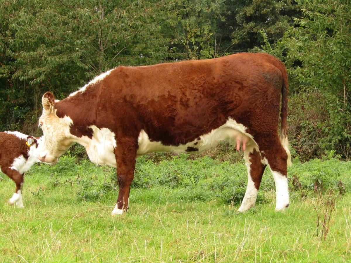 5 Star Hereford cow with calf at foot - Image 2