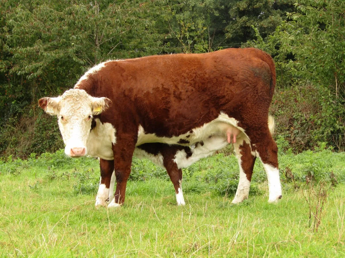 5 Star Hereford cow with calf at foot - Image 3