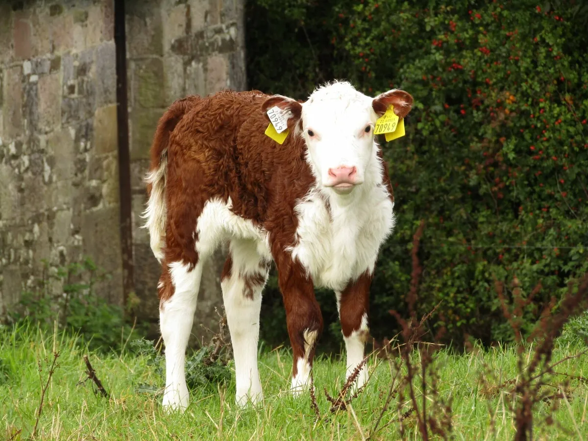 5 Star Hereford cow with calf at foot - Image 4