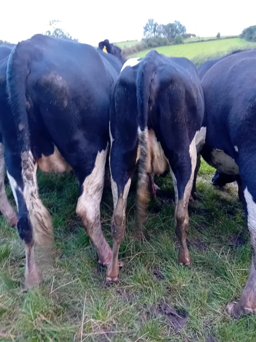 milk heifers - Image 2