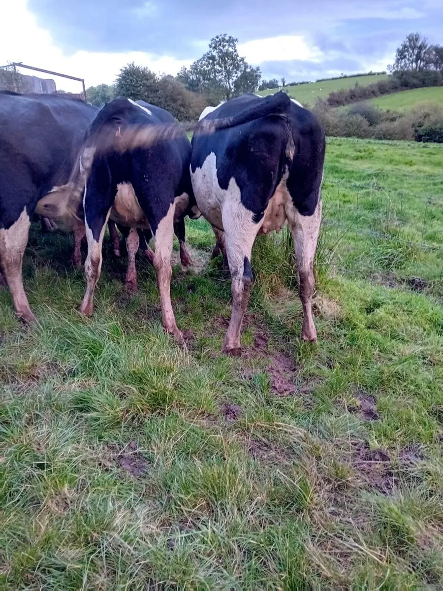 milk heifers - Image 3