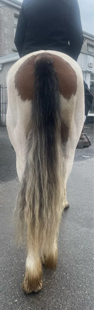 14.1hh FILLY - Image 3