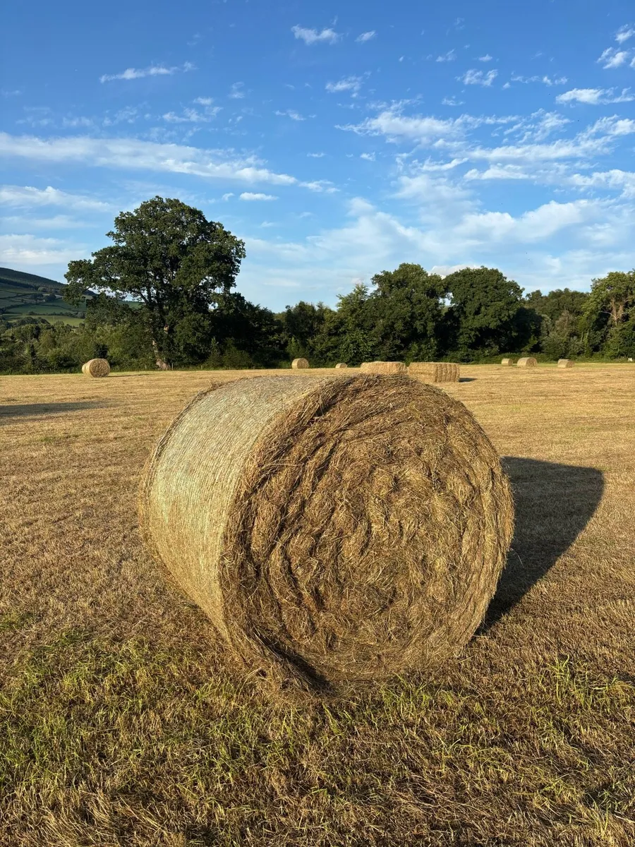 Hay 4x4 - Image 3