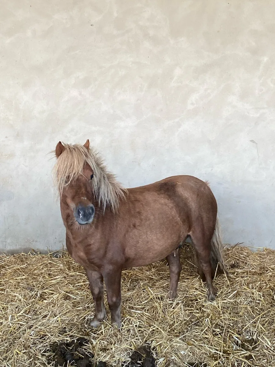 Shetland gelding - Image 1