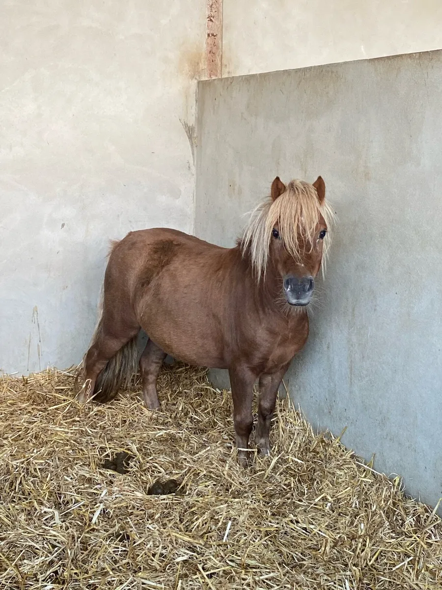 Shetland gelding - Image 2