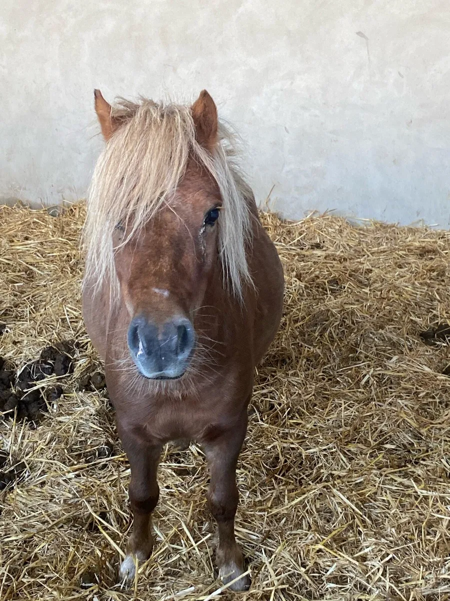 Shetland gelding - Image 3