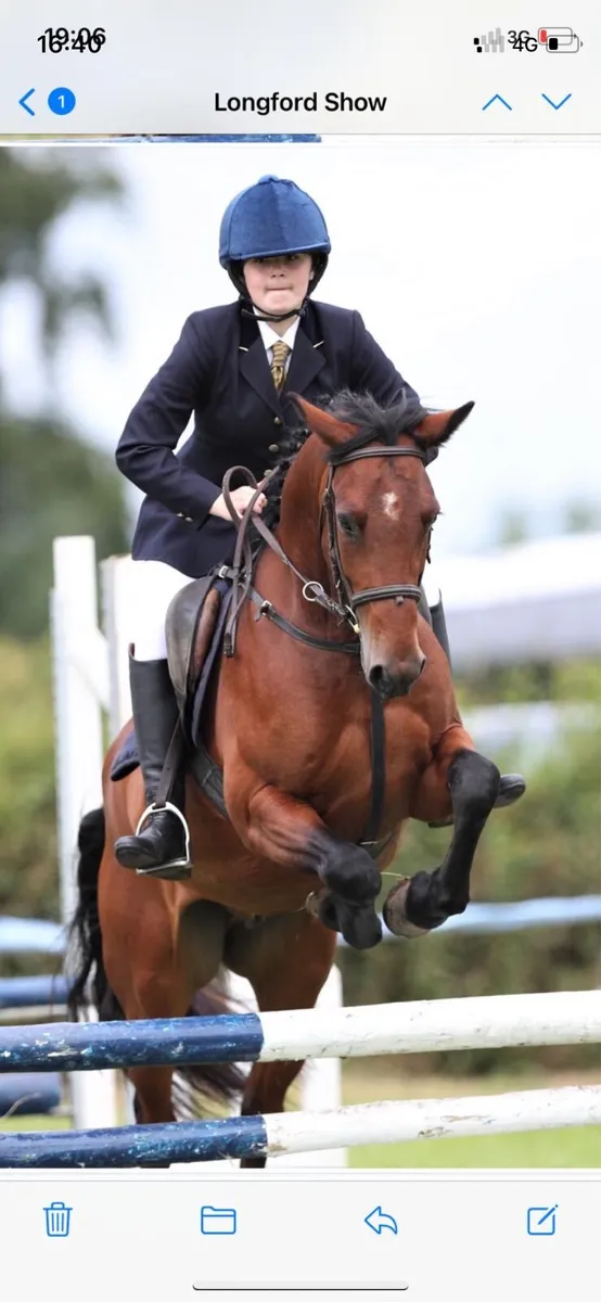 Polka,8yo 14hh all rounder - Image 2