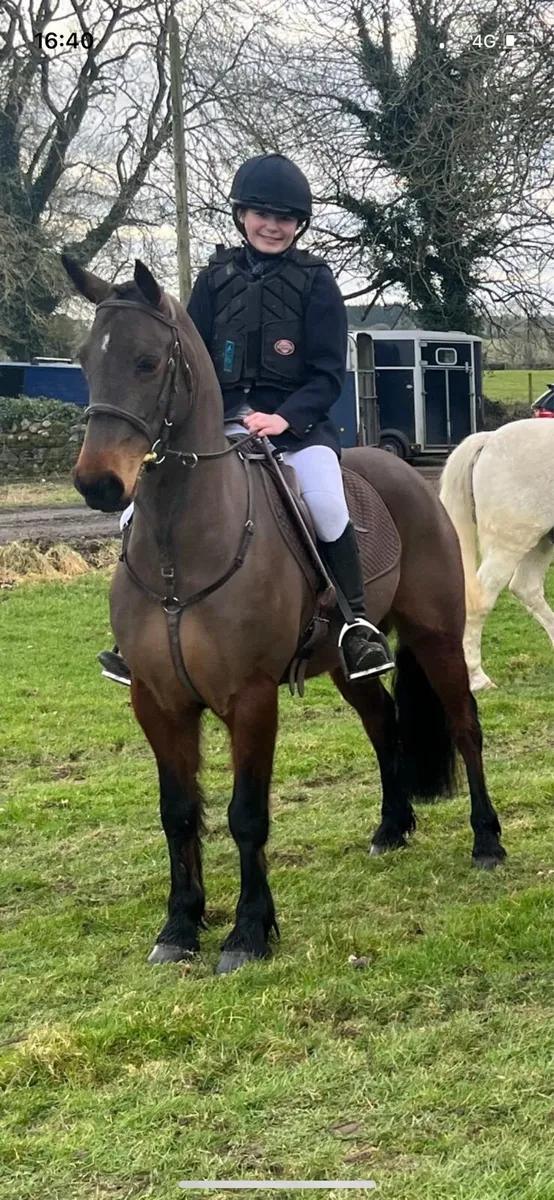 Polka,8yo 14hh all rounder - Image 3