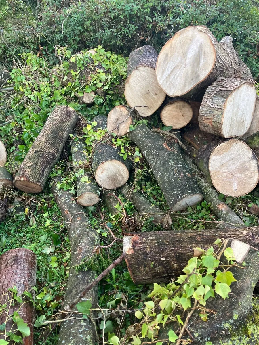 Ash firewood - Image 2