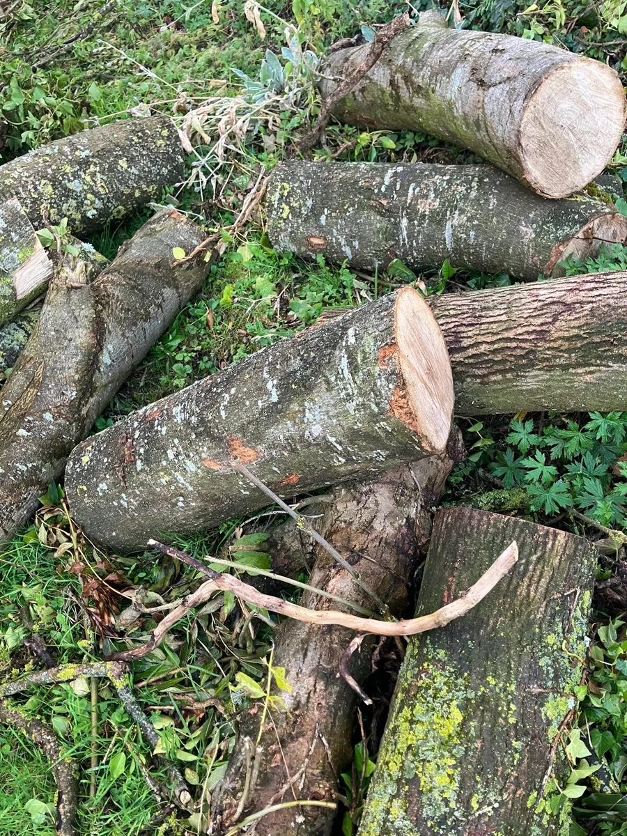 Ash firewood - Image 3