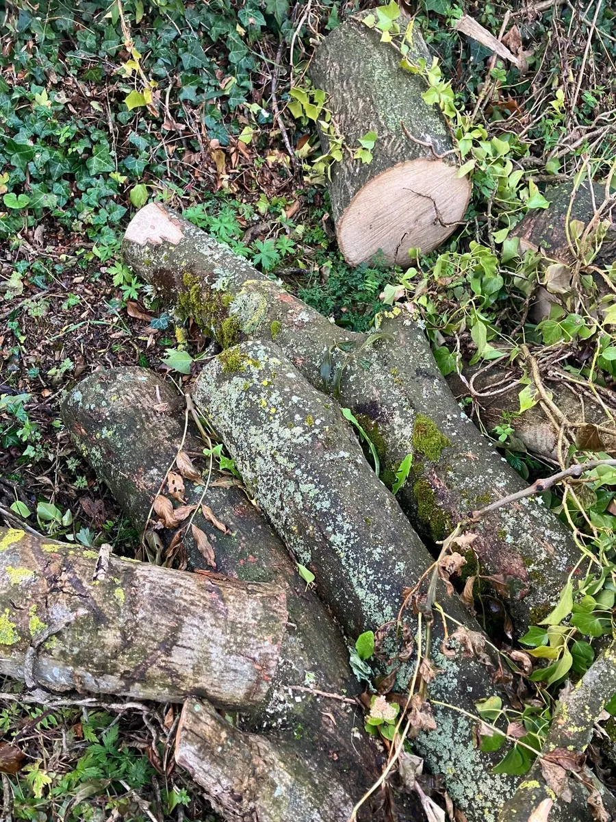 Ash firewood - Image 4