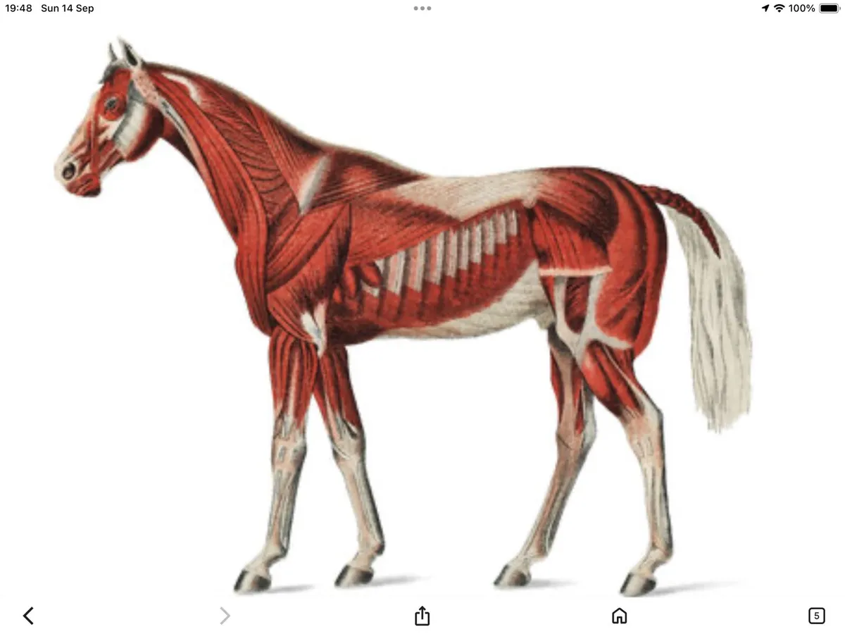 Equine Osteopathy and Neuromuscular Therapist