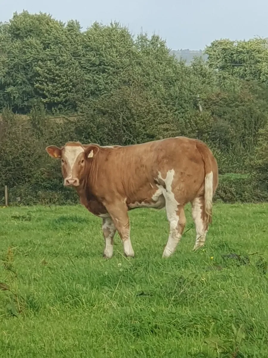 Two super heifers - Image 1
