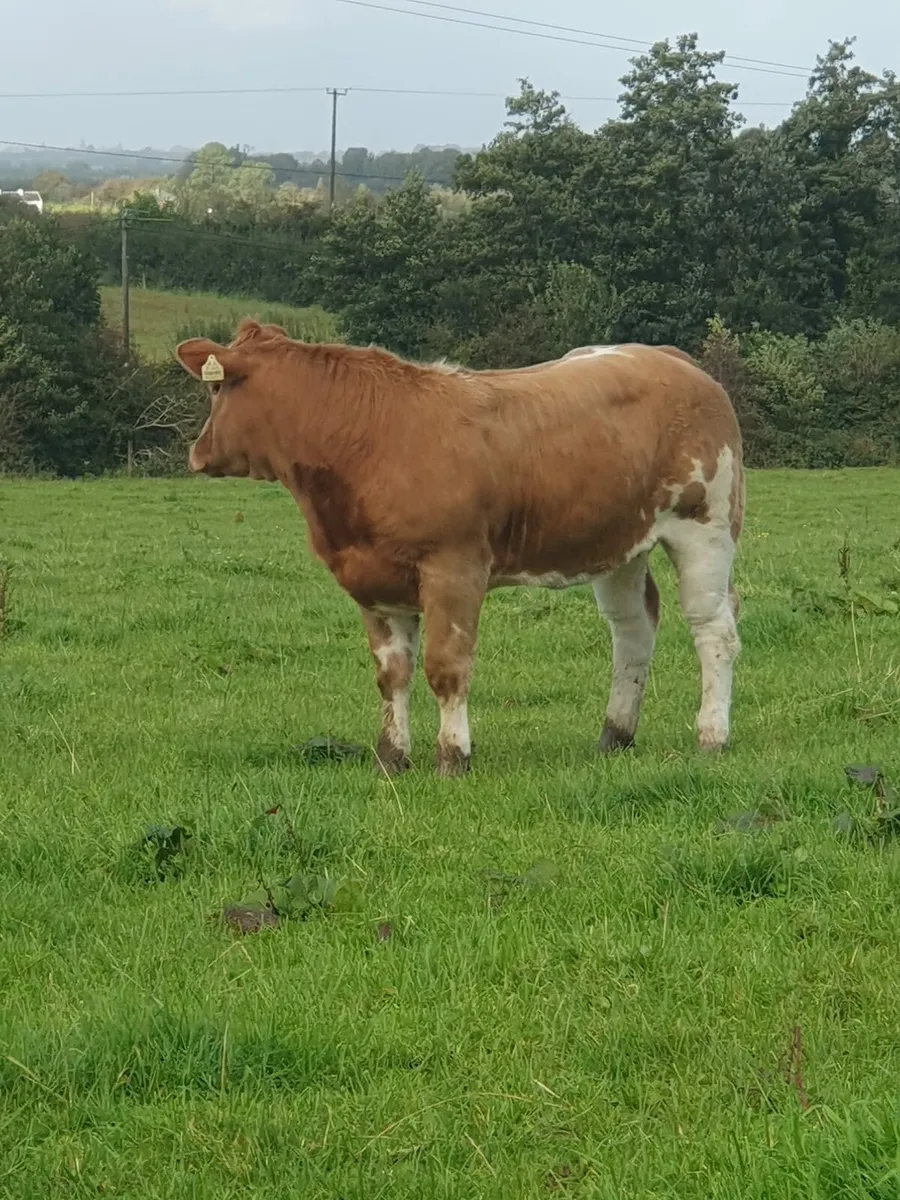 Two super heifers - Image 2