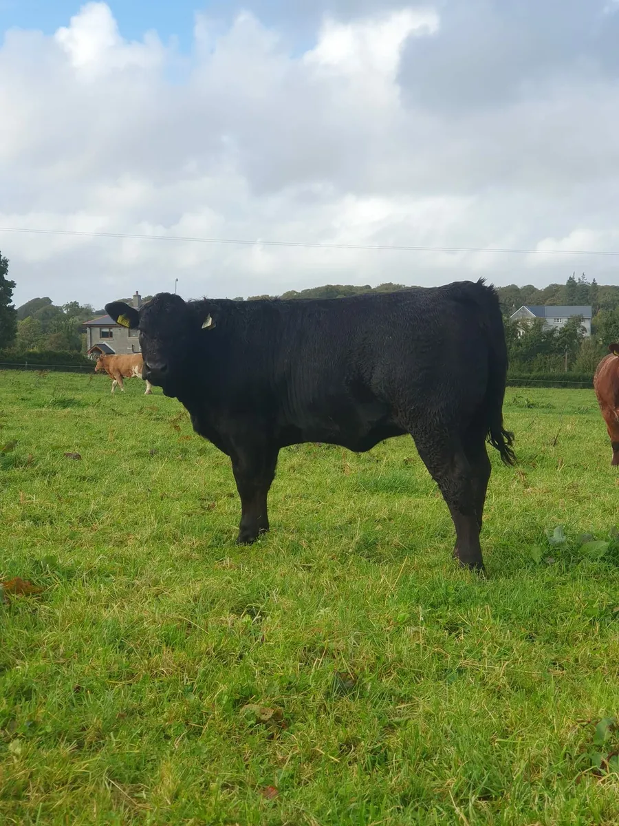 Two super heifers - Image 3