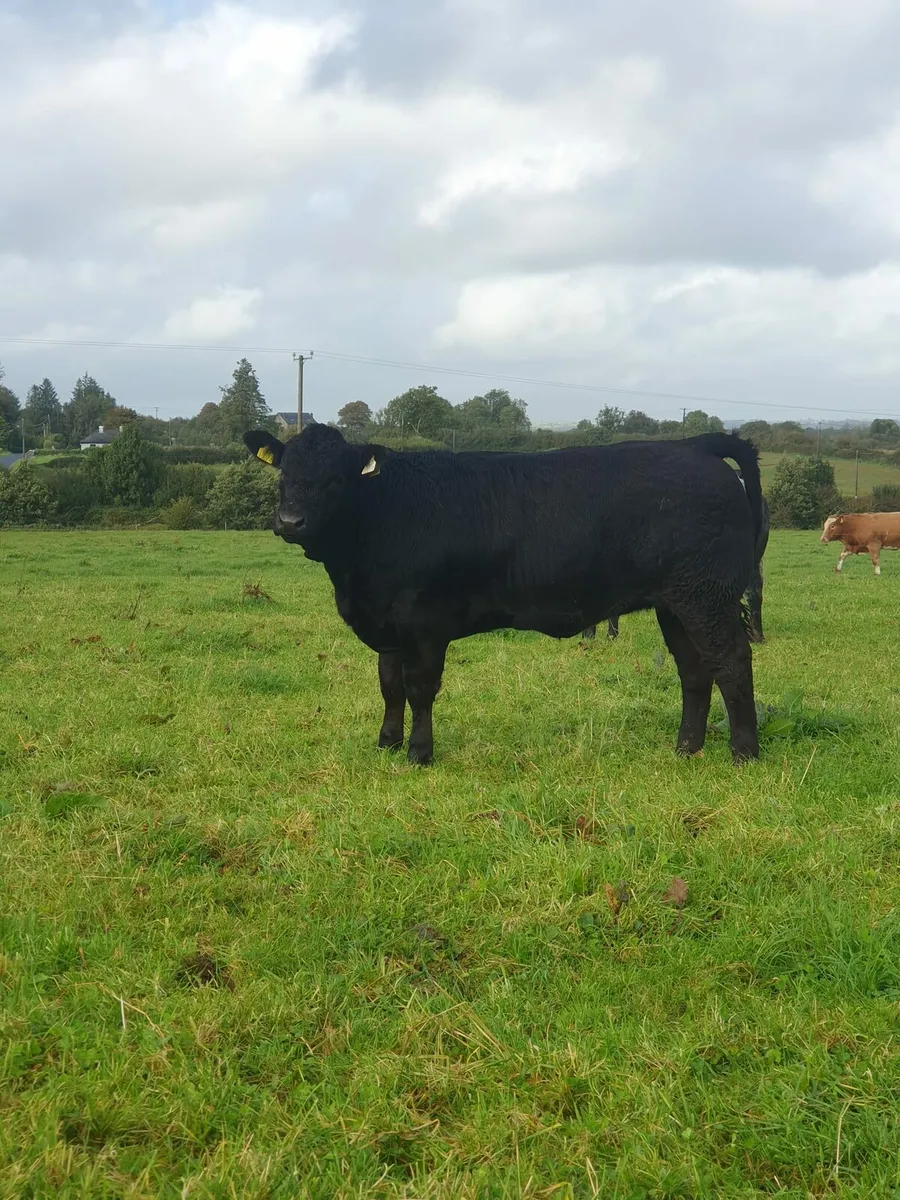 Two super heifers - Image 4