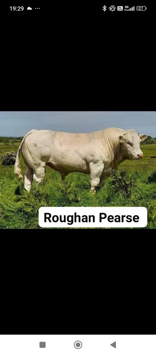 🔥 Scardaune Charolais - Image 4