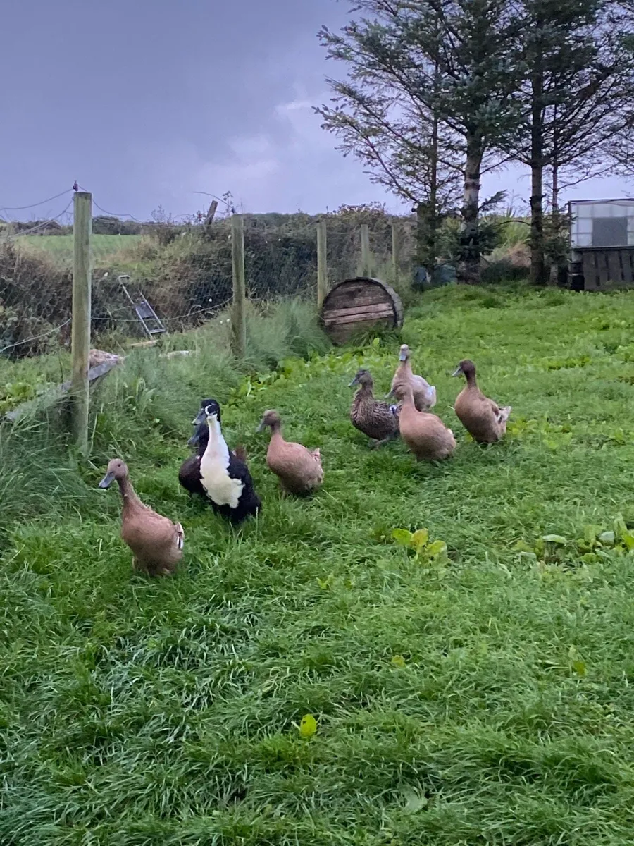 Farmyard ducks - Image 1