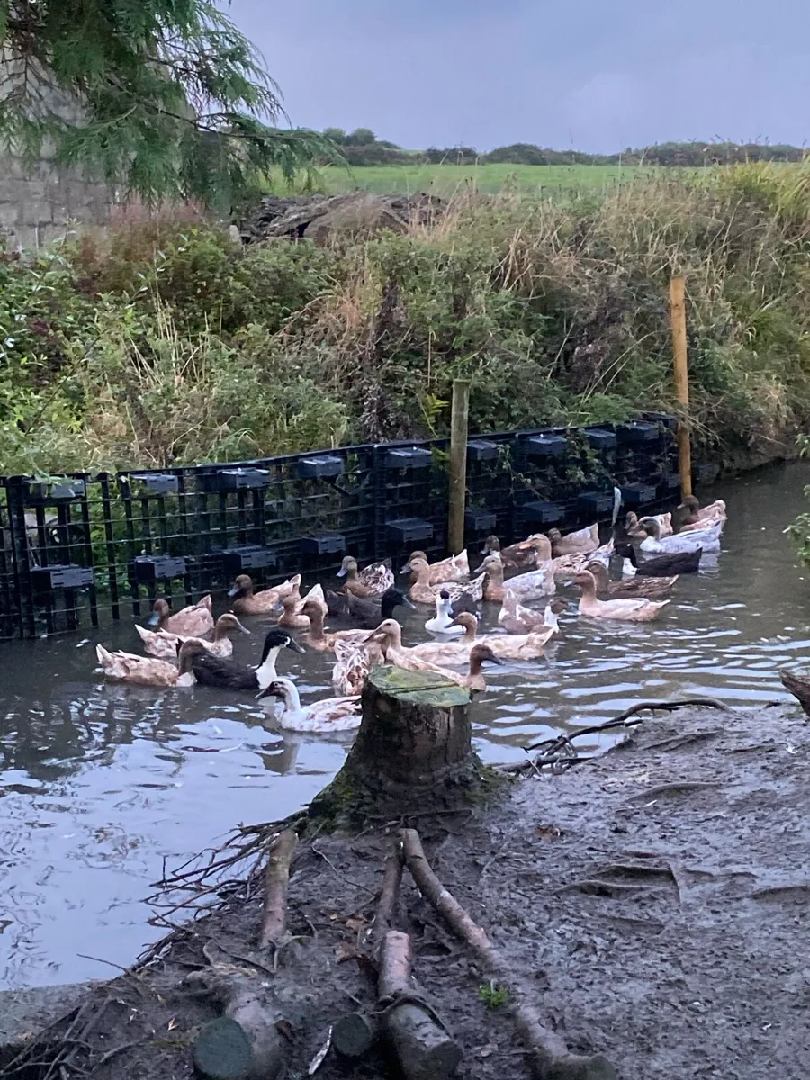 Farmyard ducks - Image 4