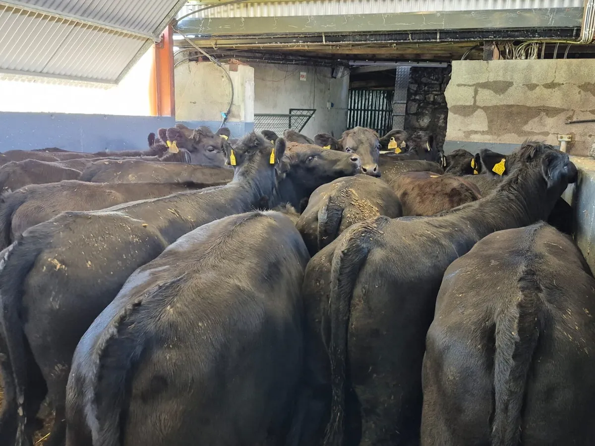 24 Angus Heifers 400kgs - Image 2
