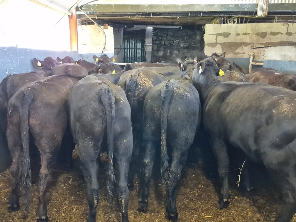 24 Angus Heifers 400kgs - Image 3