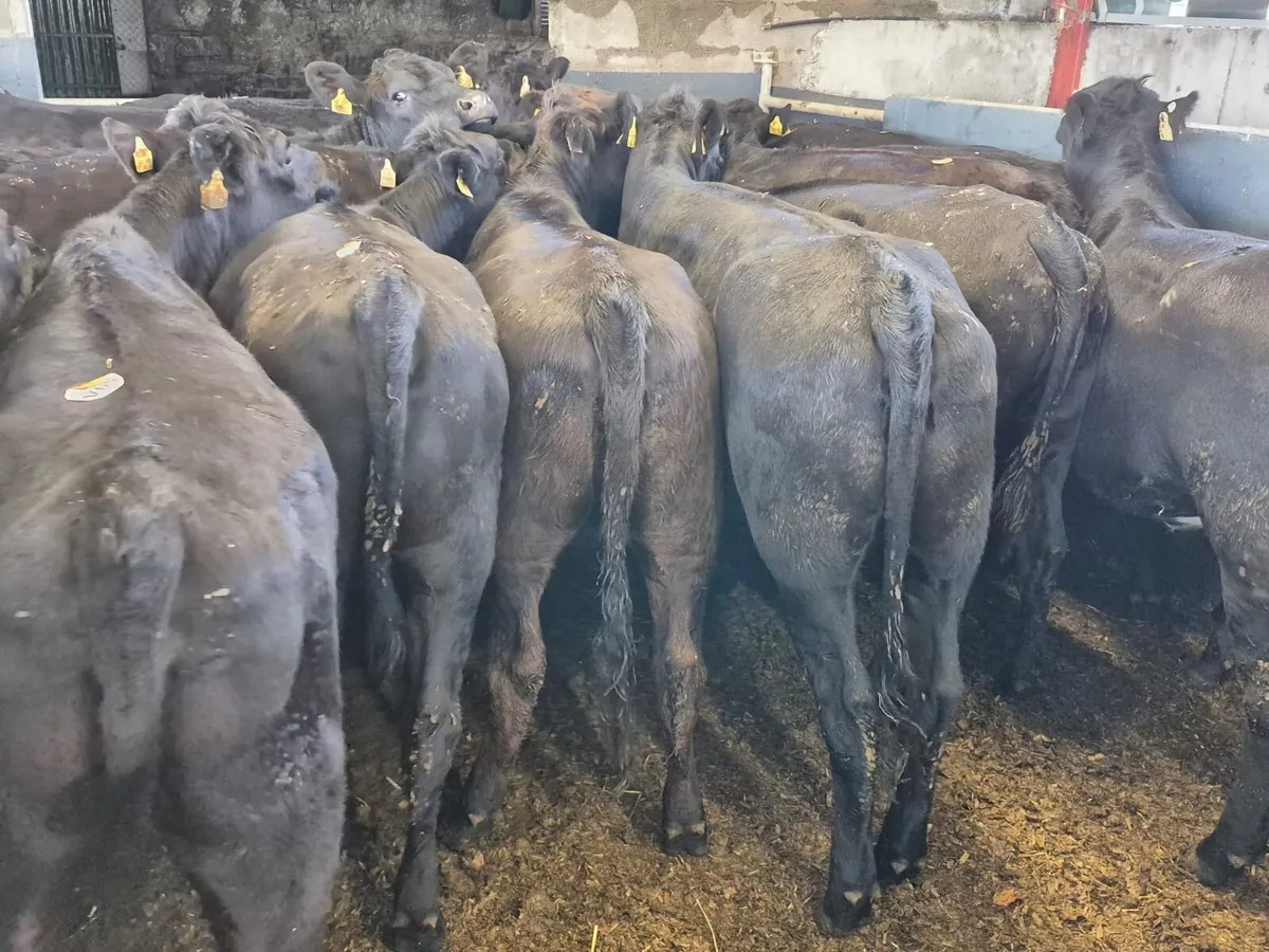 24 Angus Heifers 400kgs - Image 4