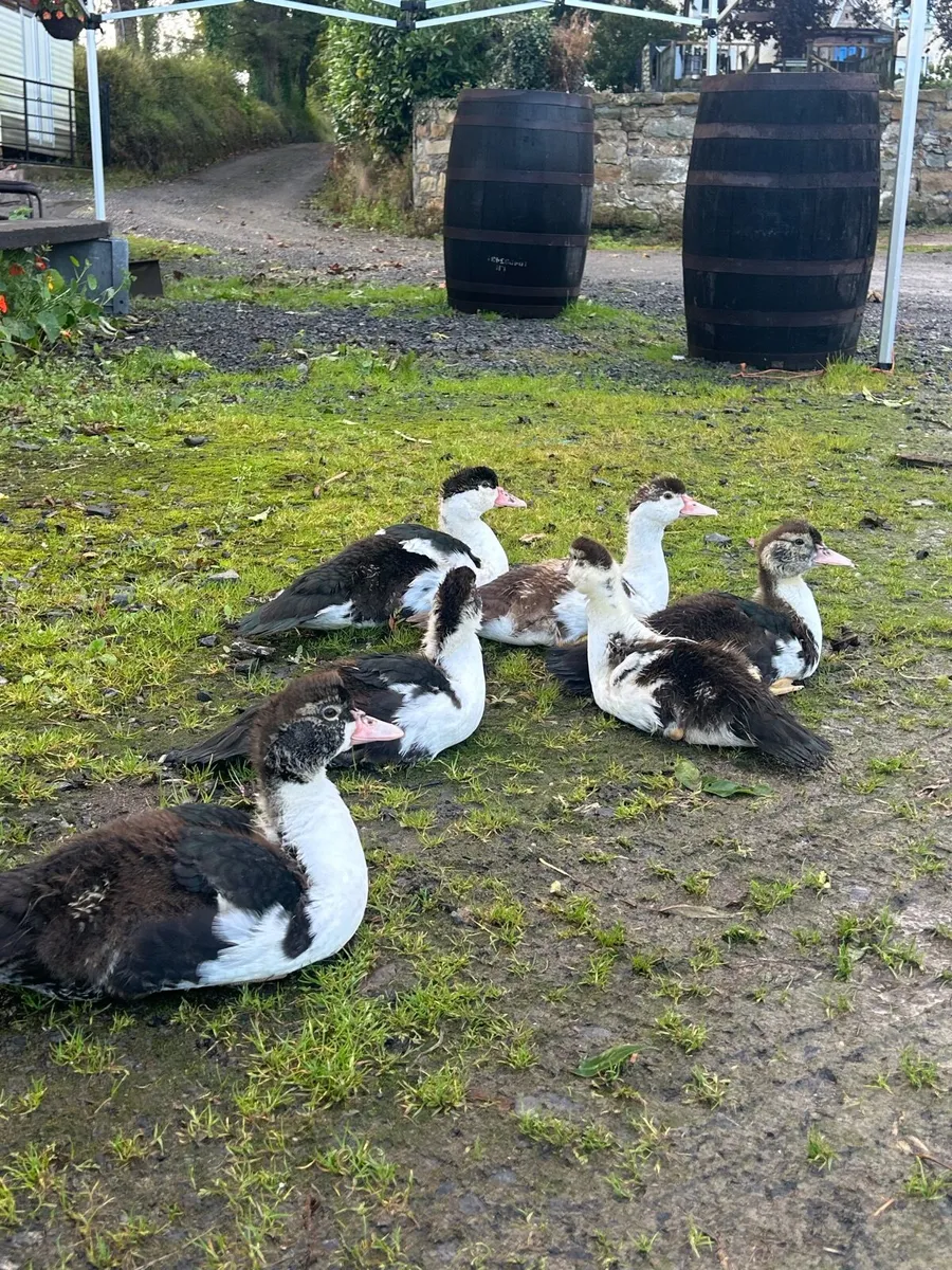 Poultry - Image 1