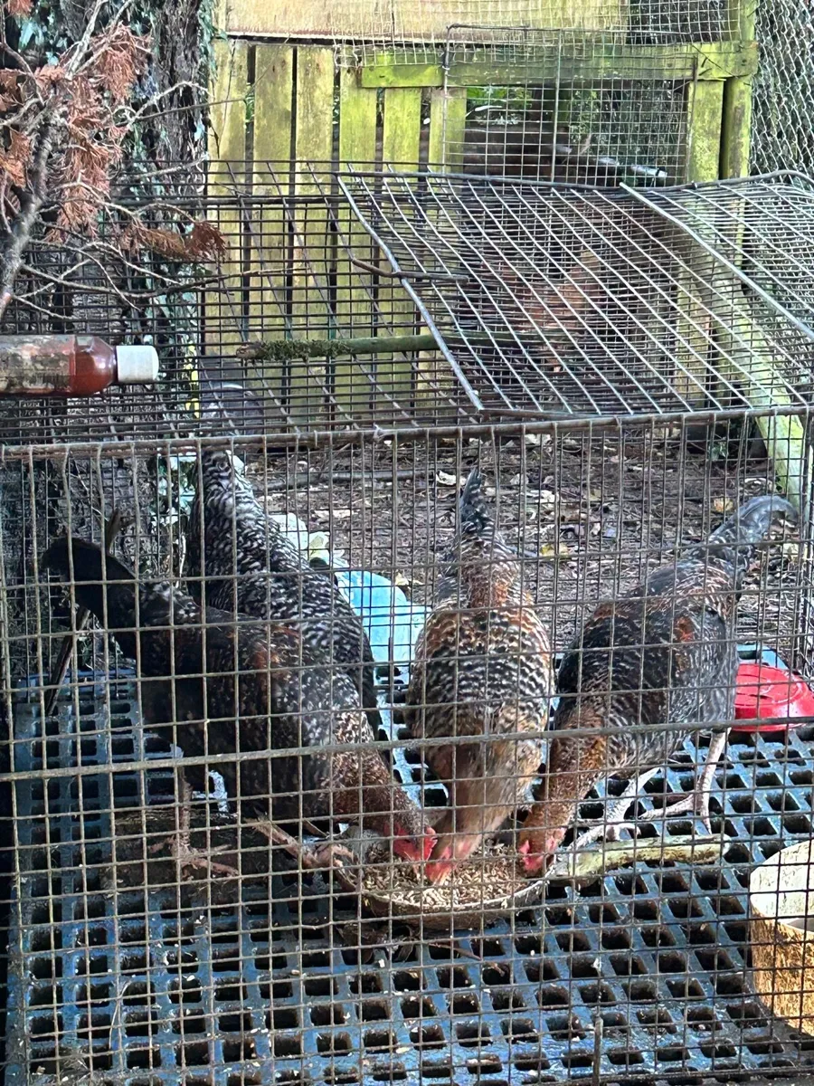 Poultry - Image 2