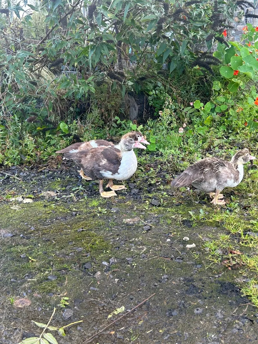 Poultry - Image 4