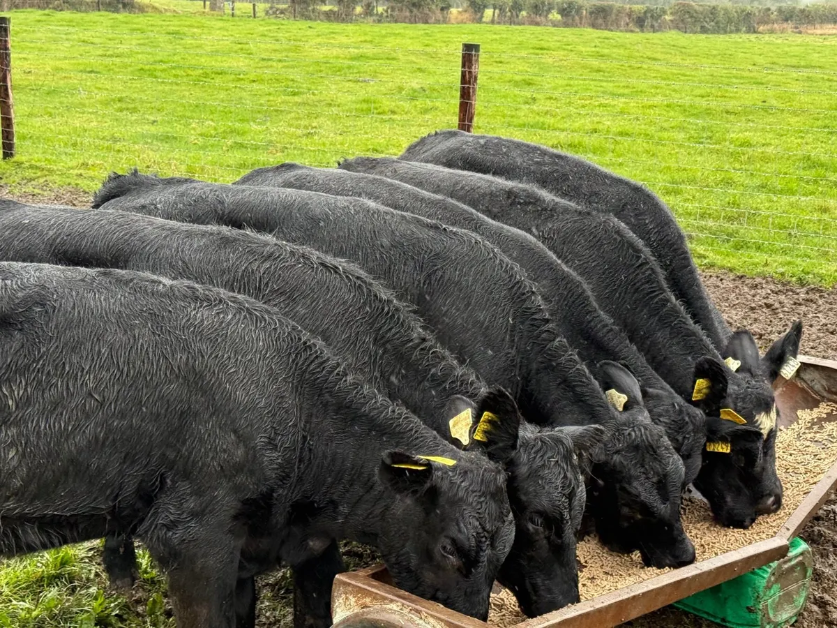 6 SUPER ABERDEEN ANGUS HEIFERS ( AI BRED) - Image 1